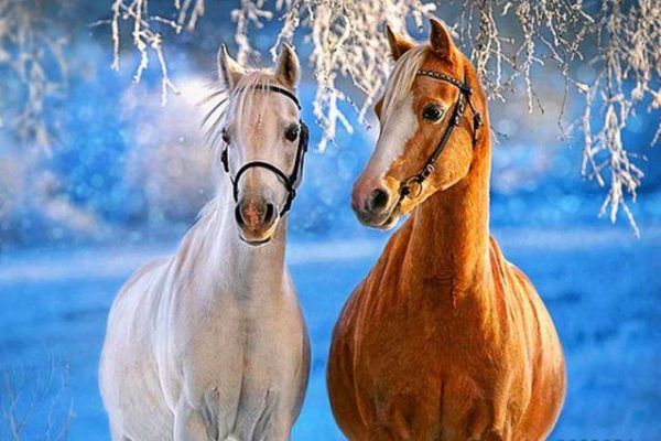 White Yellow Horses Animals Paint By Numbers