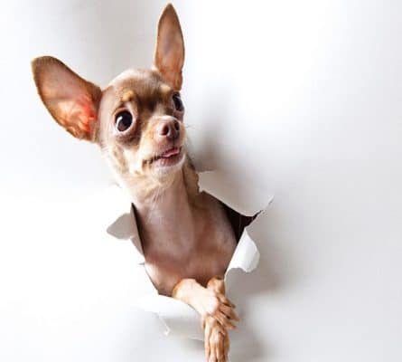 Chihuahua Dog Animals Paint By Numbers