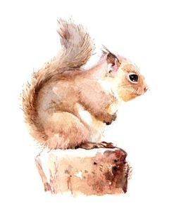 Chipmunk Squirrel Animals Paint By Numbers
