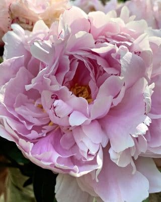 Common Peony Flowers Paint By Numbers