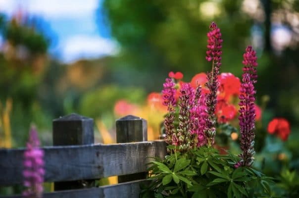 Lupine Flowers Paint By Numbers