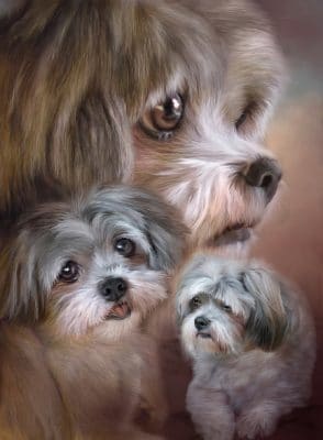 Shih Tzu Dogs Animals Paint By Numbers