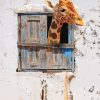 Giraffe Looking Through Window