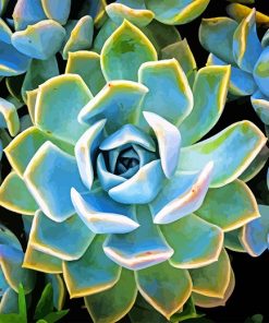 Plante Succulente Paint by number