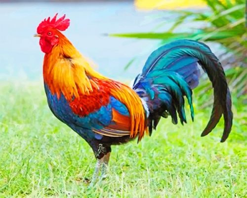 Kauai Chicken NEW Paint By Numbers