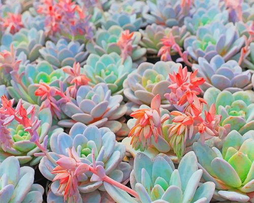 Succulent Plant NEW Paint By Numbers