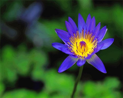 Blue Yellow Lotus Flower NEW Paint By Numbers