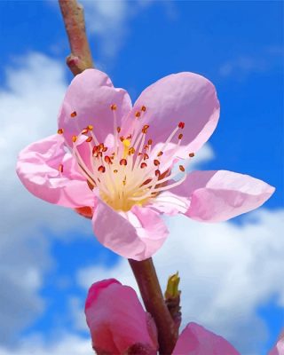 Pink Cherry Blossom Flower NEW Paint By Numbers