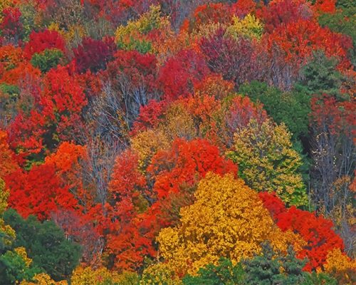Colorful Trees NEW Paint By Numbers