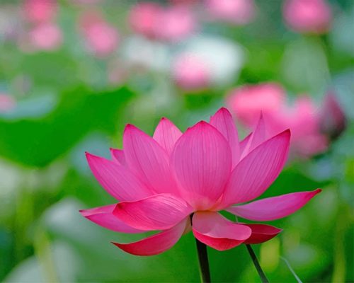 Pinky Lotus Flower NEW Paint By Numbers