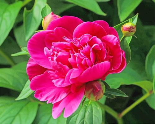 Pink Peony NEW Paint By Numbers