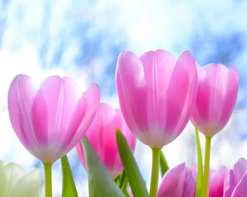 Spring Pink Tulip NEW Paint By Numbers