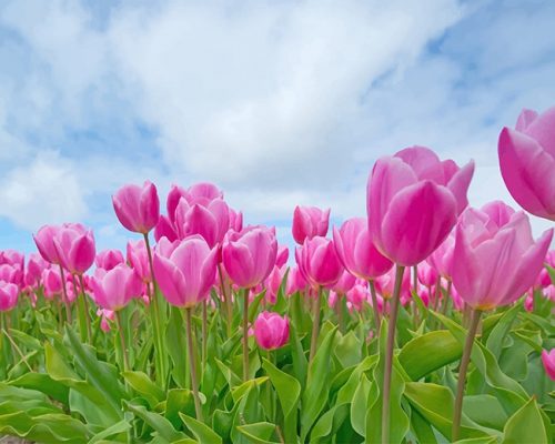 Beautiful Tulips  NEW Paint By Numbers