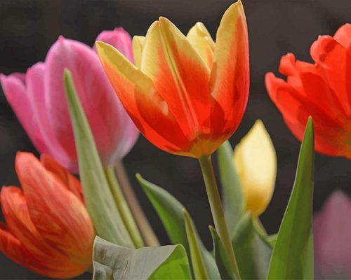 Tulips Flowers NEW Paint By Numbers