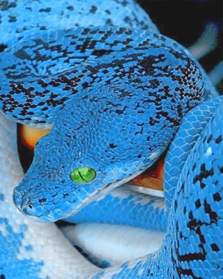 Blue Bellied Black Snake NEW Paint By Numbers