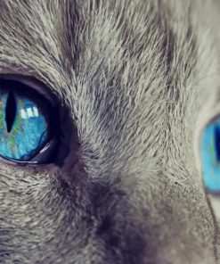 Blue cat eyes paint by number