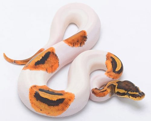 Burmese Python NEW Paint By Numbers