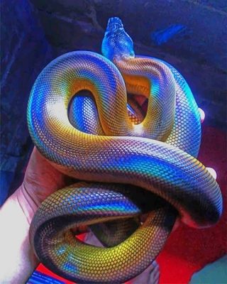 Colorful Albertis Python NEW Paint By Numbers