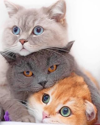 Cute kitties NEW Paint By Numbers