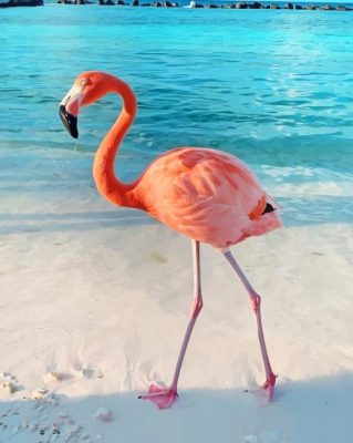 Flamingo walk in sea paint by numbers