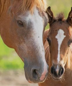 Horse and his baby paint by number