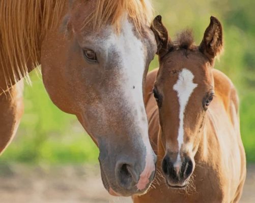 Horse and his baby paint by number