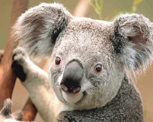 Koala Animals Paint By Numbers
