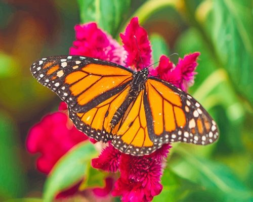 Monarch Butterfly NEW Paint By Numbers