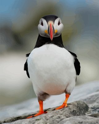 Puffin Funny NEW Paint By Numbers