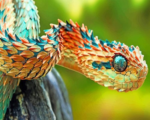 Spiny Bush Snake NEW Paint By Numbers