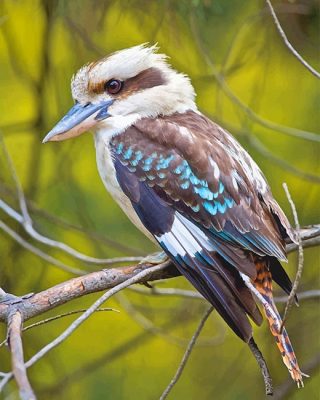 Woodpecker Bird NEW Paint By Numbers