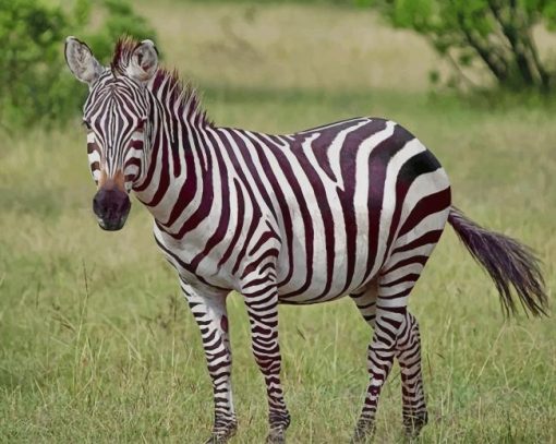 Zebra paint by number