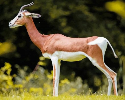 beautiful Gazelle paint by number