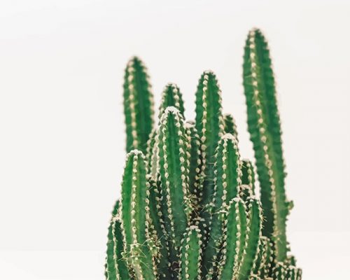 Beautiful Cactus Plant NEW Paint By Numbers
