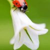 Beautiful Flower With Ladybug Paint By Numbers