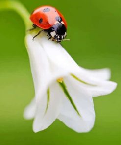 Beautiful Flower With Ladybug Paint By Numbers