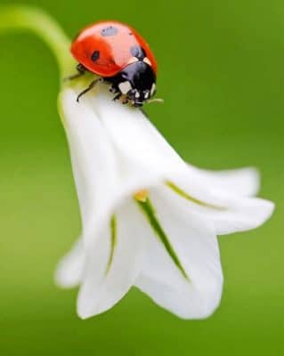 Beautiful Flower With Ladybug Paint By Numbers