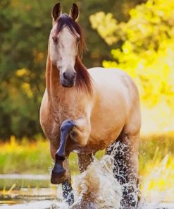 Pretty Horse paint by numbers