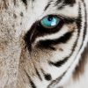 Blue Eyes of the White Tiger paint by numbers