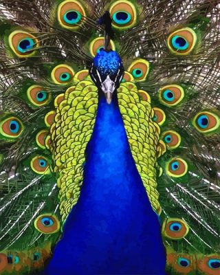Blue Golden Peacock Bird Animals Paint By Numbers