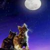 Cats Watching Moon paint by numbers