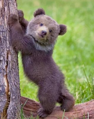Cute Baby Black Bear paint by numbers