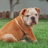 english bulldog paint by number