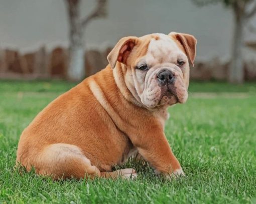 english bulldog paint by number