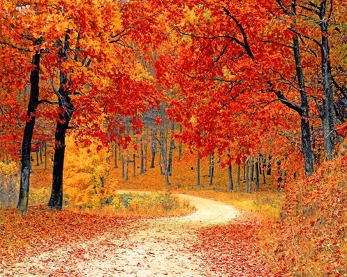 Fall Red Forest NEW Paint By Numbers