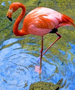 greater flamingo paint by numbers