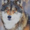 Grey Wolf In Forest paint by numbers