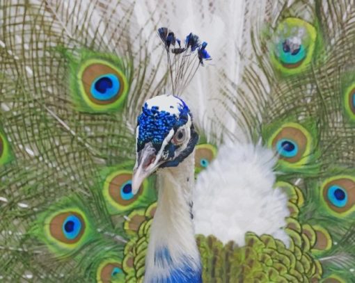 male peafowl paint by number