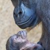 Newborn Cute Baby Gorillas paint by numbers