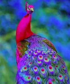 Peacock Bird paint by numbers